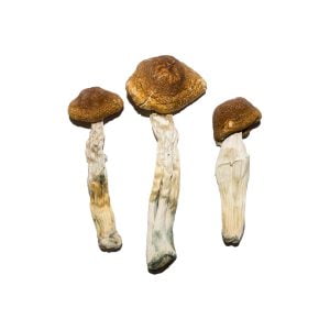 Brazil Mushrooms