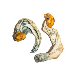 Psilocybe cubensis strains Ecuador