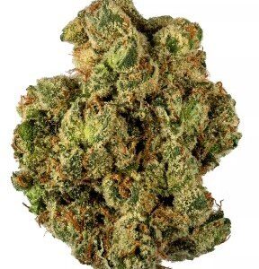 G13 Strain