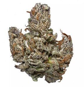 Hindu Kush Strain