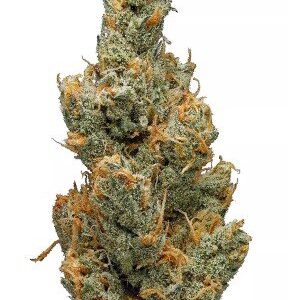 Juicy Fruit Strain