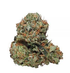 Kosher Kush Strain