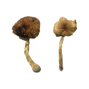 Lizard King Mushrooms