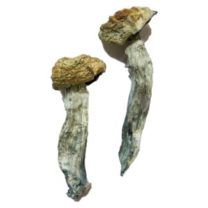 Mazatapec mushroom
