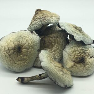 Treasure Coast mushroom