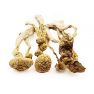 Albino A+