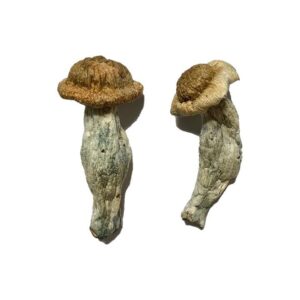 Psilocybe Baecoystis Magic Mushroom
