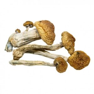 Amazonian Mushroom