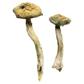 Columbian Rust Mushroom