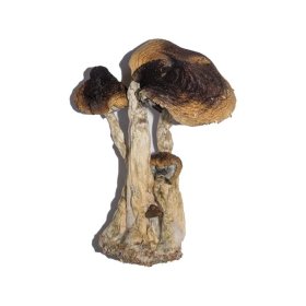 Red Boy mushroom strain